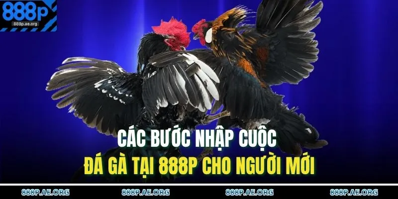 Đá Gà 888P 3 Các bước nhập cuộc đá gà tại 888P cho người mới